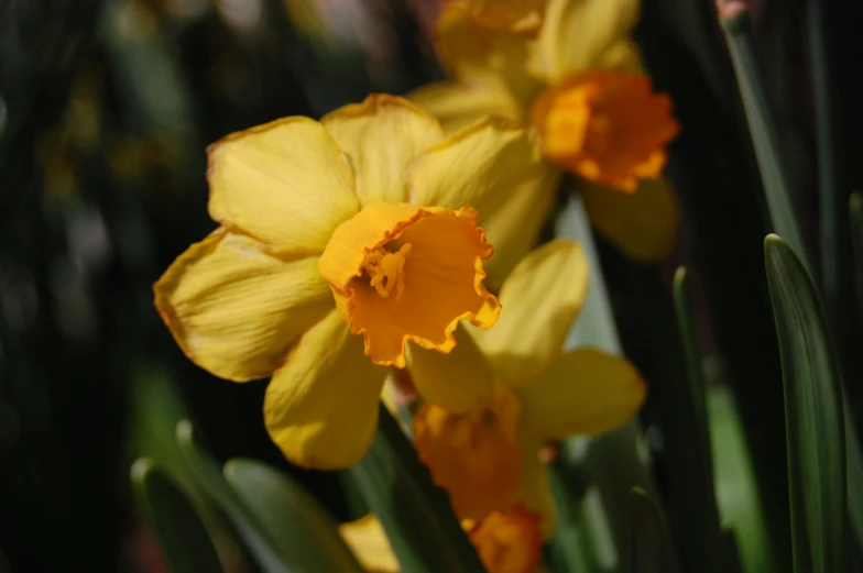 some very pretty yellow flowers in the sun