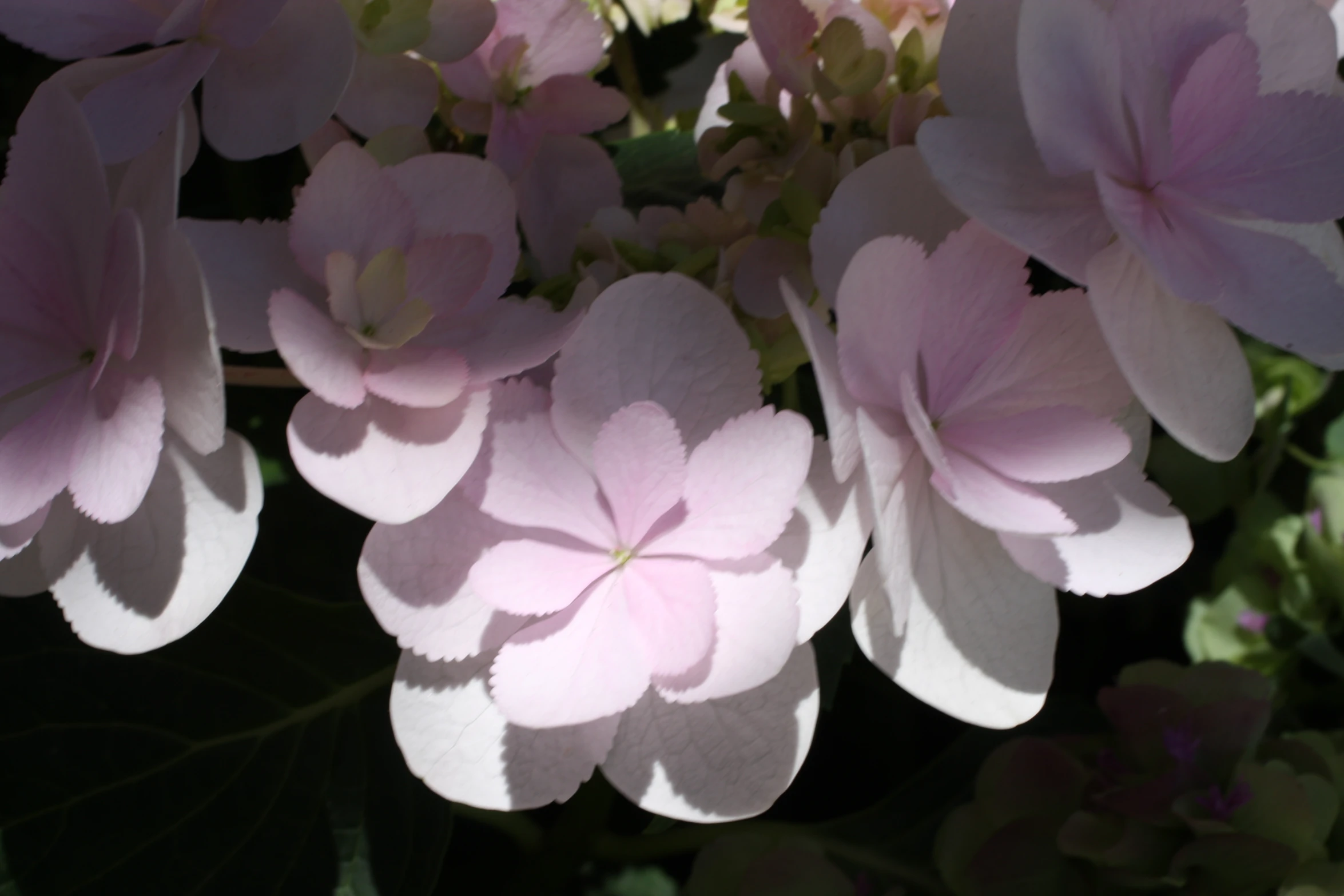 many pink flowers blooming in the sunshine