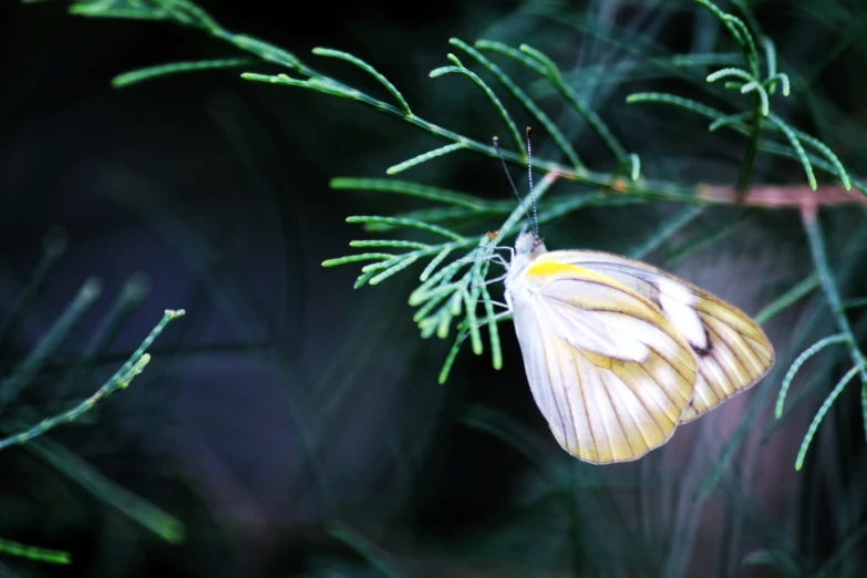 a close up of a erfly on a nch