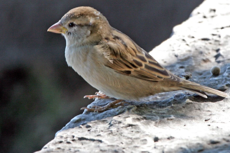 a bird sitting on the top of a rock