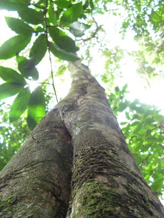 a tree with moss growing on it near the bottom