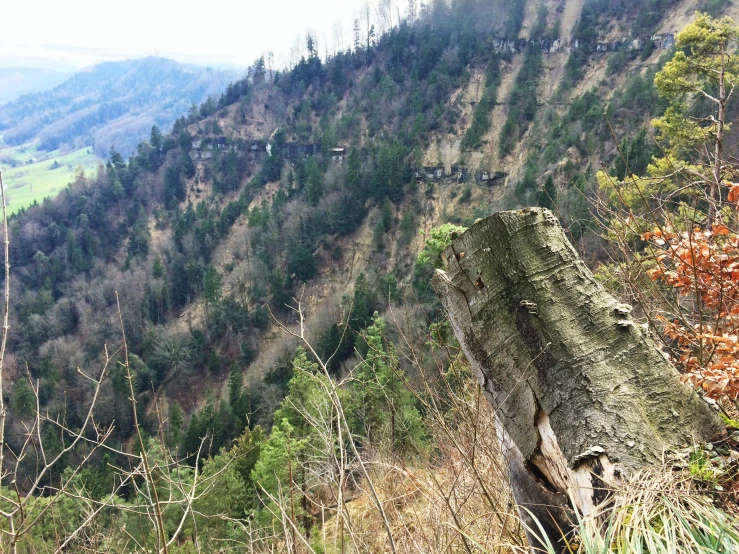 a large tree is cut down in the forest