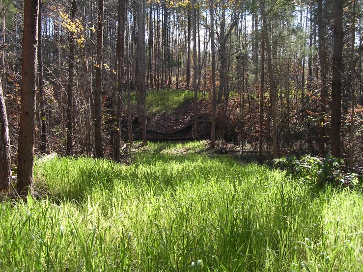 grass area in the middle of a dirt path