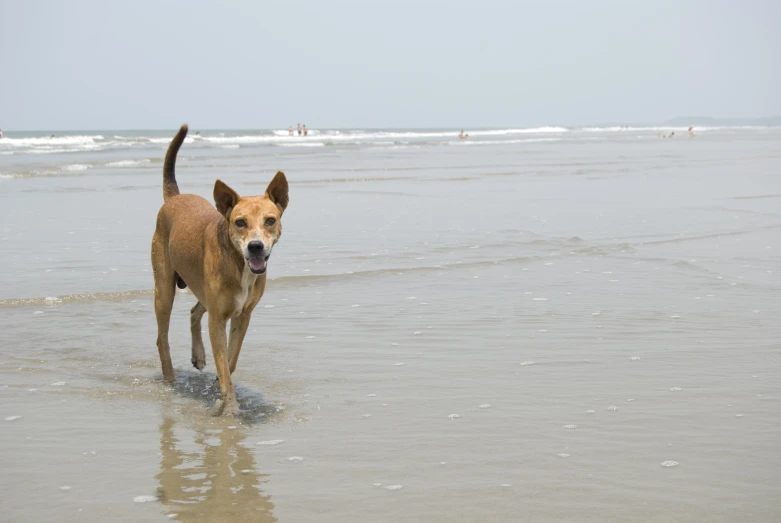 brown dog running through the ocean water at the beach