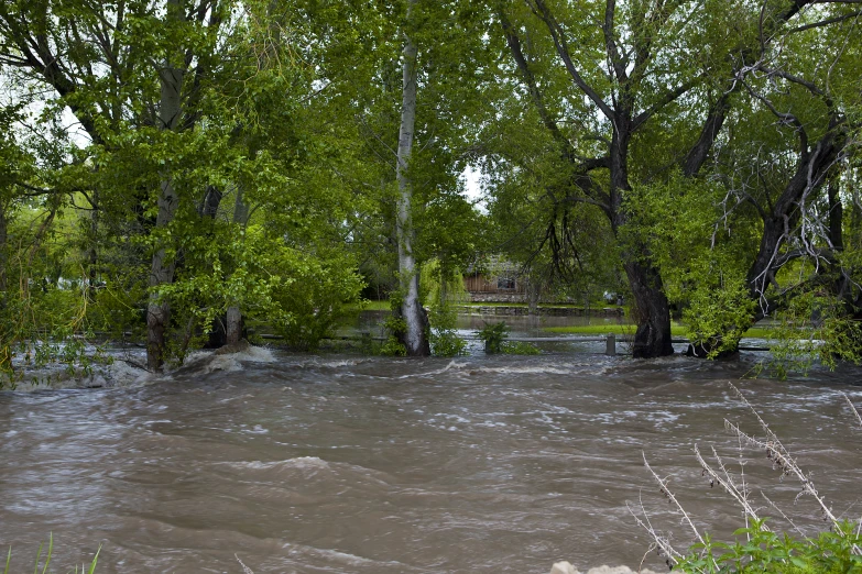 several trees submerged in water next to a fence