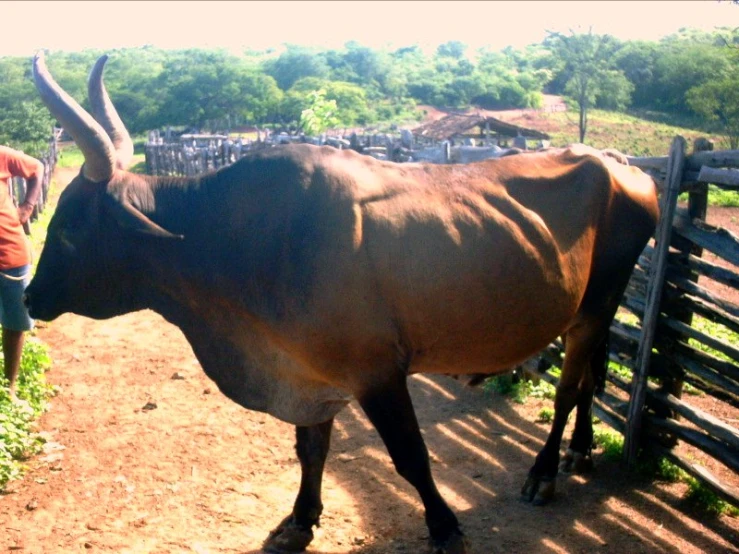 a person that is reaching over a fence toward a cow