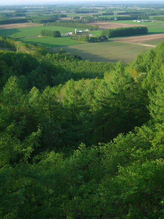 there is a lot of trees and green land