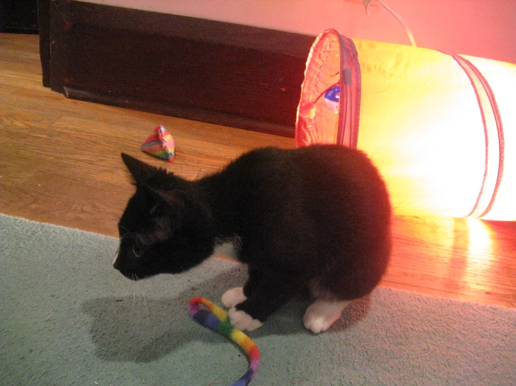a cat playing with a string toy on the floor