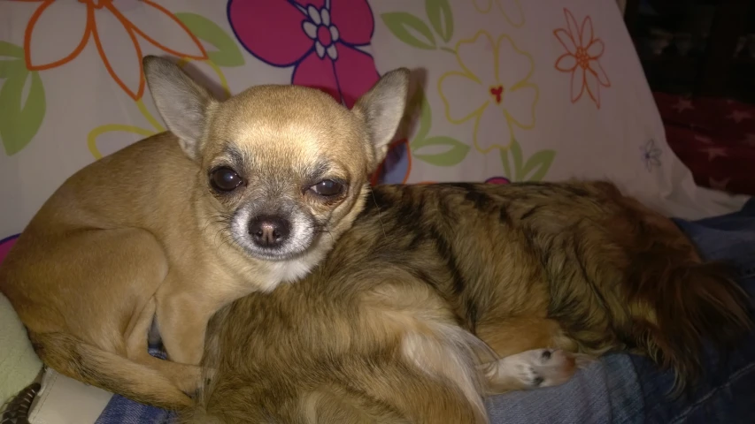 a little chihuahua puppy snuggling with a dog pillow