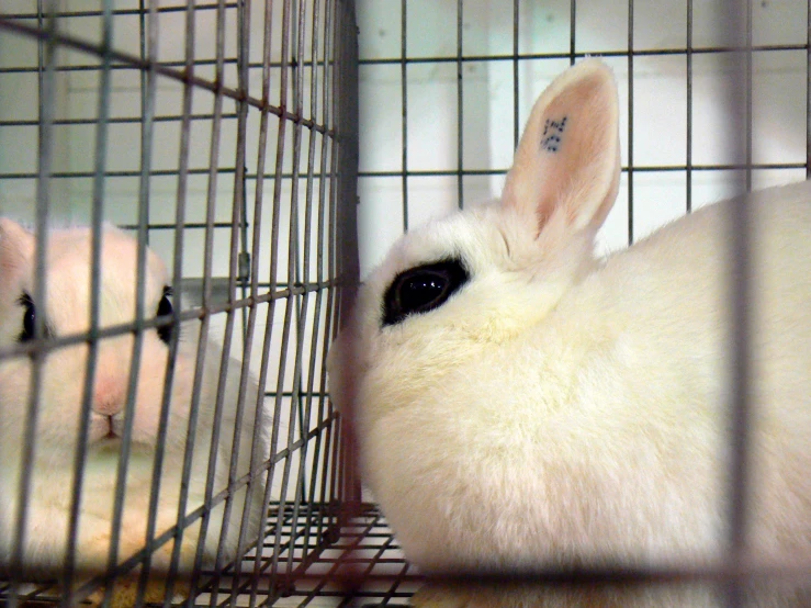 a white bunny in a cage with another bunny in the background