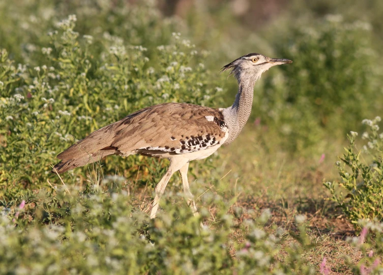 a bird with brown feathers standing in a field