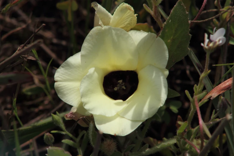 a small white flower on the side of the ground