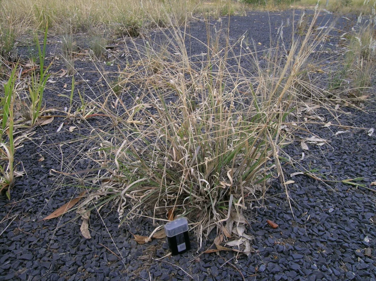 a small group of plants in the middle of a field