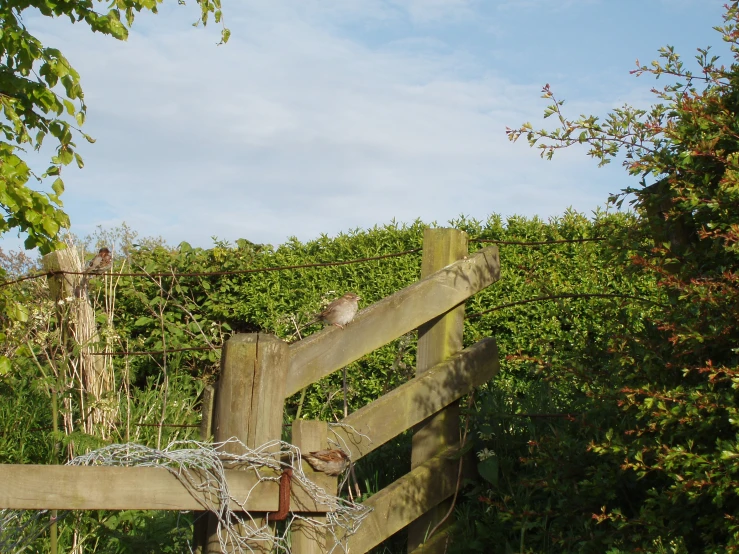 birds perched on top of wooden fence with vines