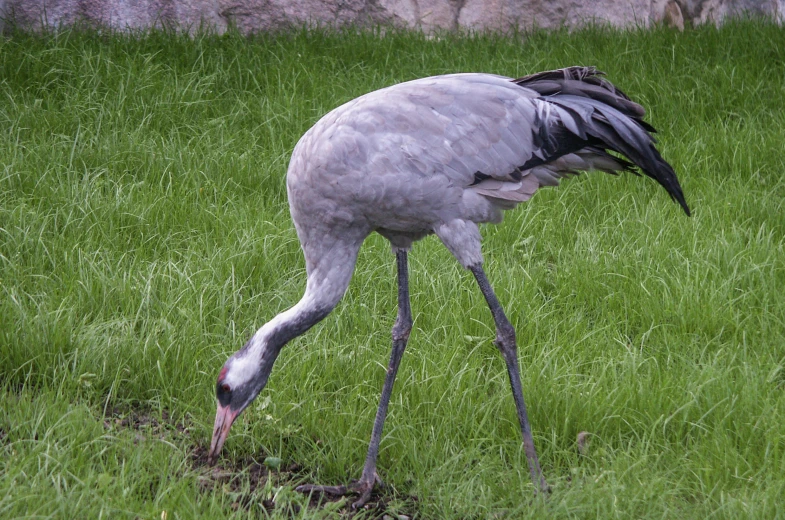 a large bird that is walking in the grass