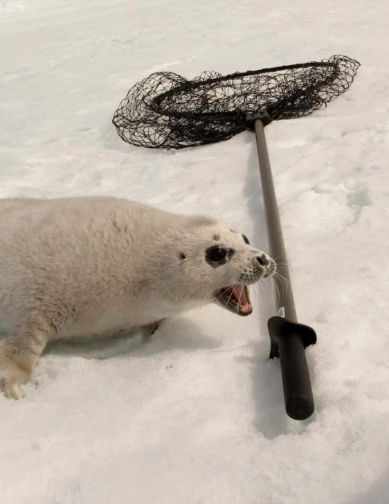 a white seal is rolling along a wire target in the snow