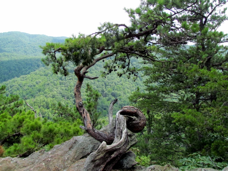 a dead tree that looks like a twisted piece of art