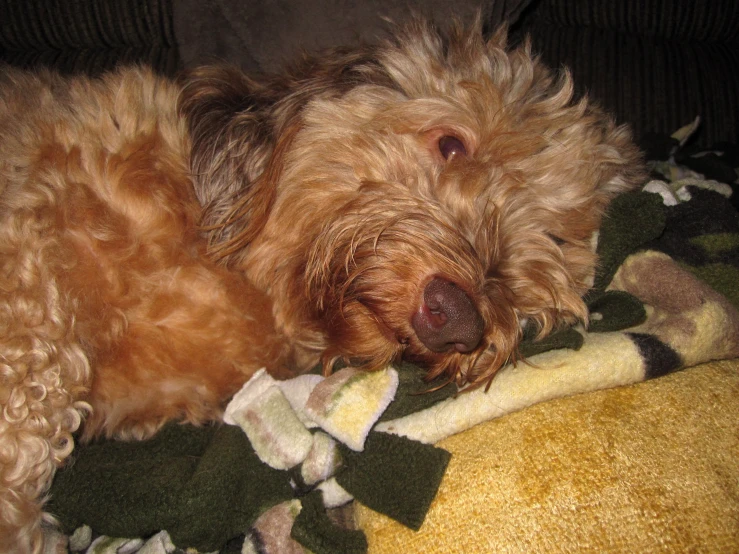 a little brown dog curled up on a blanket