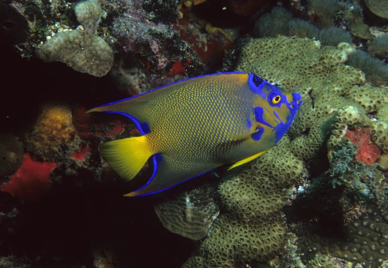 a colorfully colored fish on the reef by itself