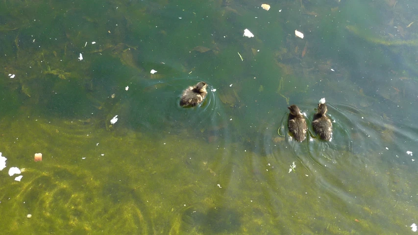 three ducks in green water next to a rock