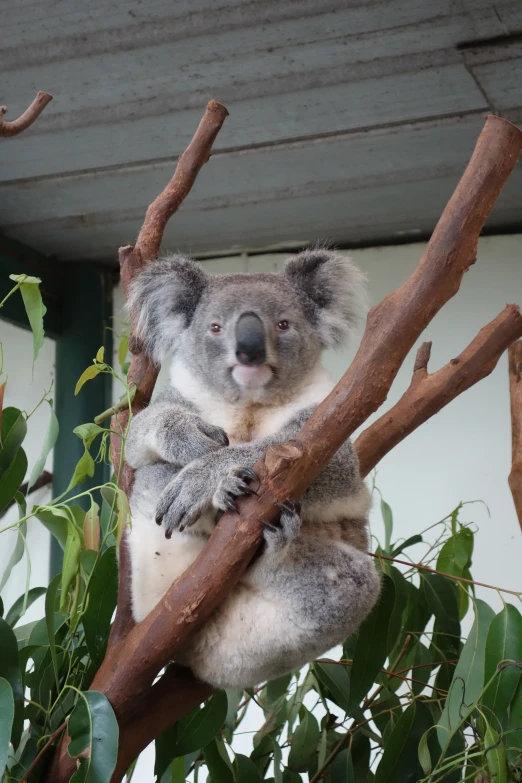 a koala sitting in a tree with its tongue out
