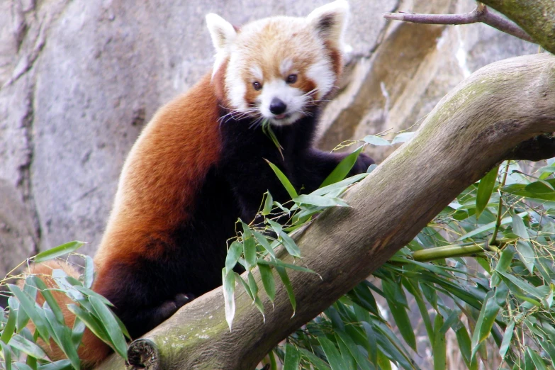 a red panda looks over its shoulder while sitting on a nch