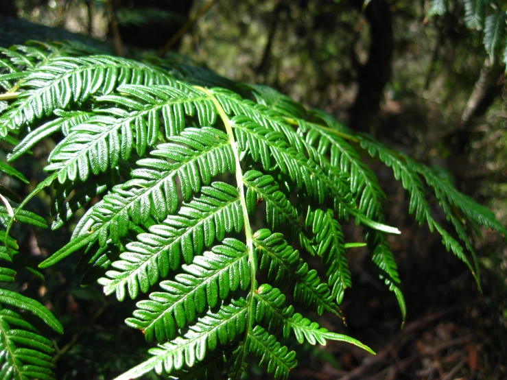 an image of a plant with lots of green leaves