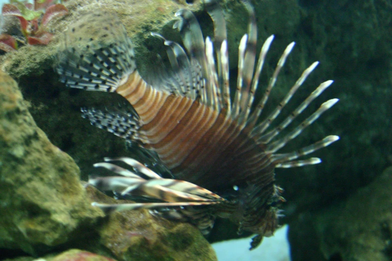 a lionfish that is swimming on a coral