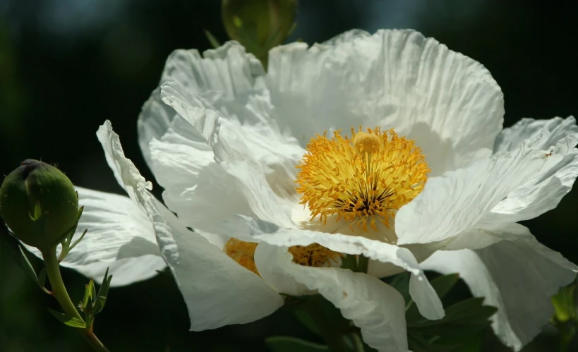 a closeup view of a white and yellow flower