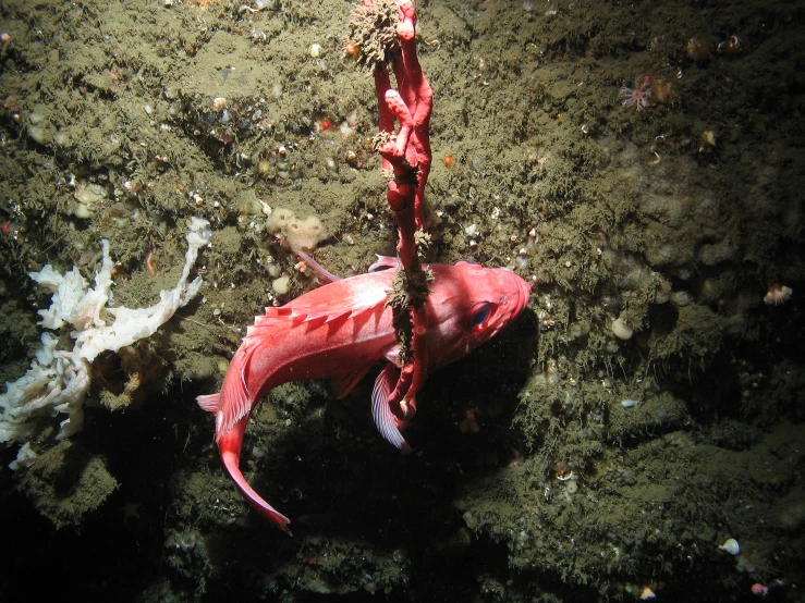 a red object in the water next to a beach