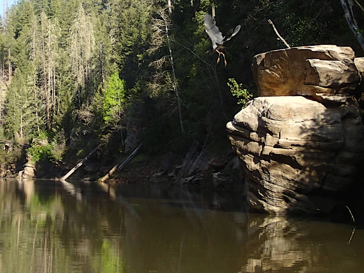 two ducks are perched on rocks by the water