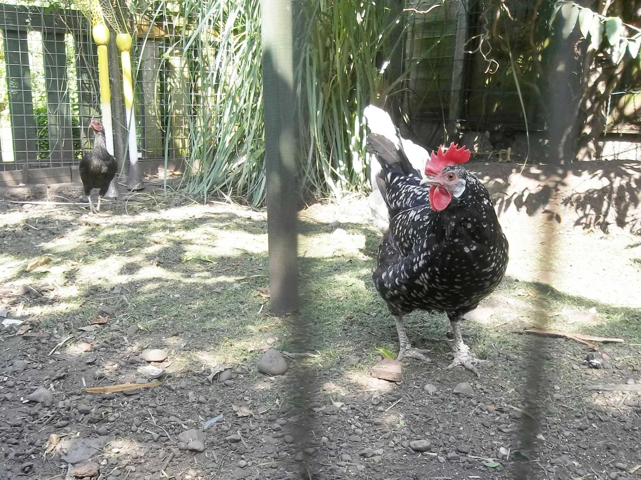 a rooster standing behind a wire fence