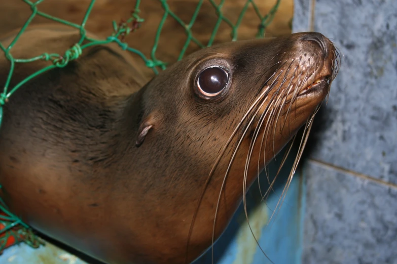 a seal is looking to the side through a net