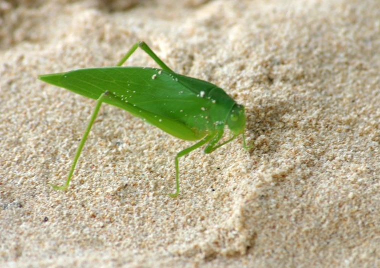 a green bug is standing on some sand