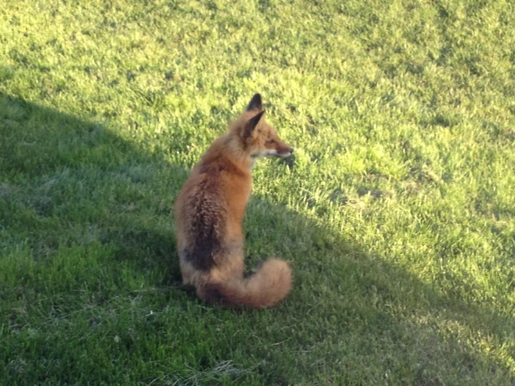 a dog that is sitting down in the grass