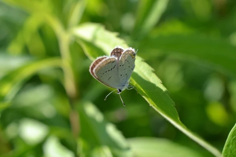 a blue and white erfly resting on a leaf