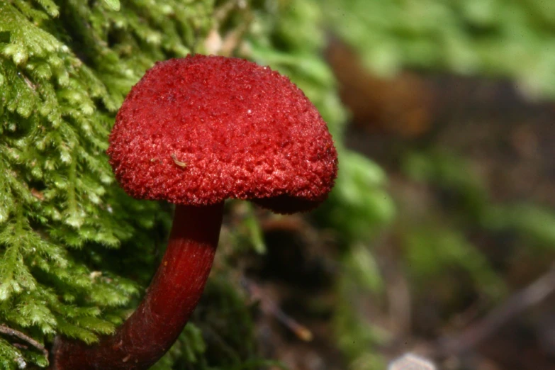 the red mushroom is near a large mossy tree