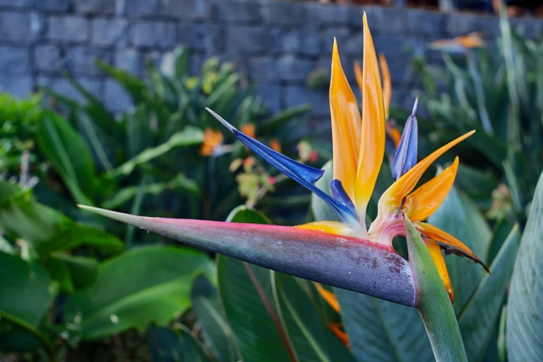 a bird of paradise flower in full bloom