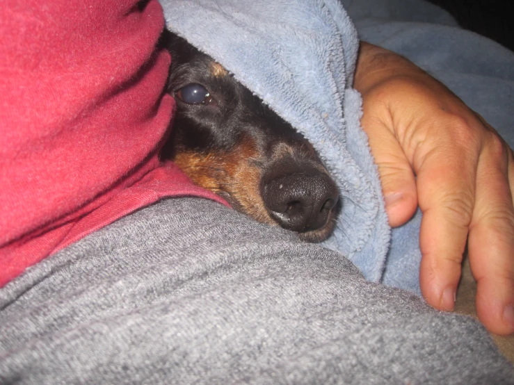 a dog peeking out of under a blanket