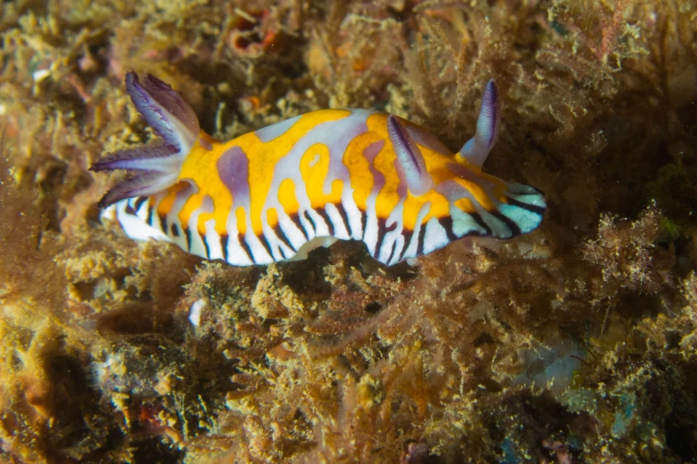 an image of a yellow and white fish