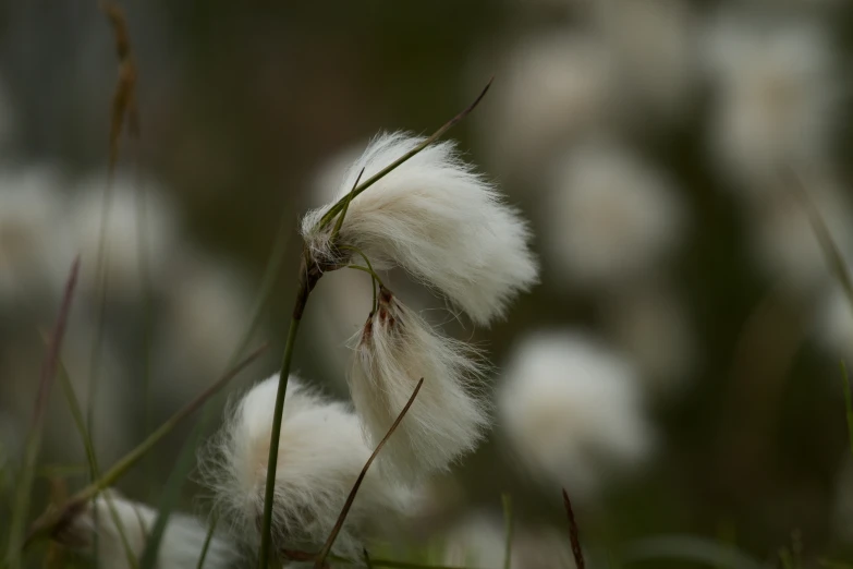 fluffy fluffy flower, in the middle of tall grass