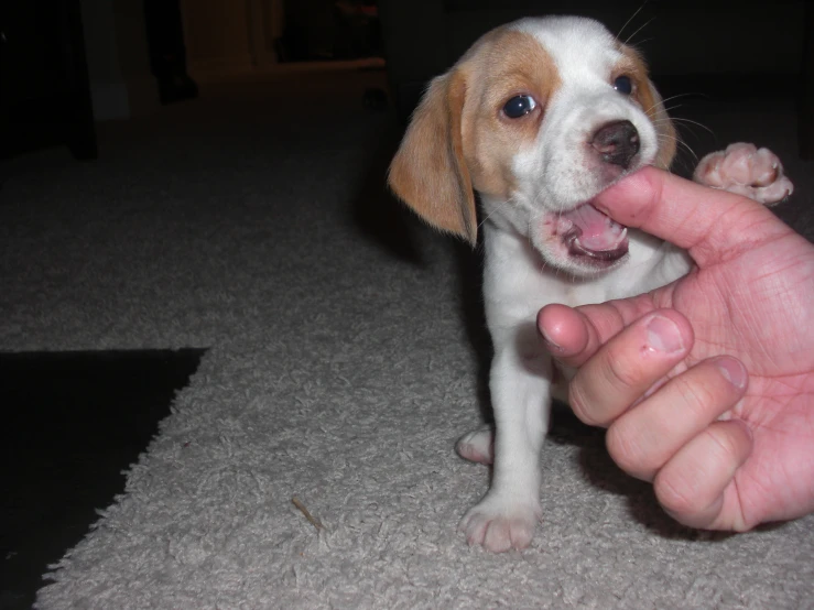 a dog sticking its tongue out toward someones finger