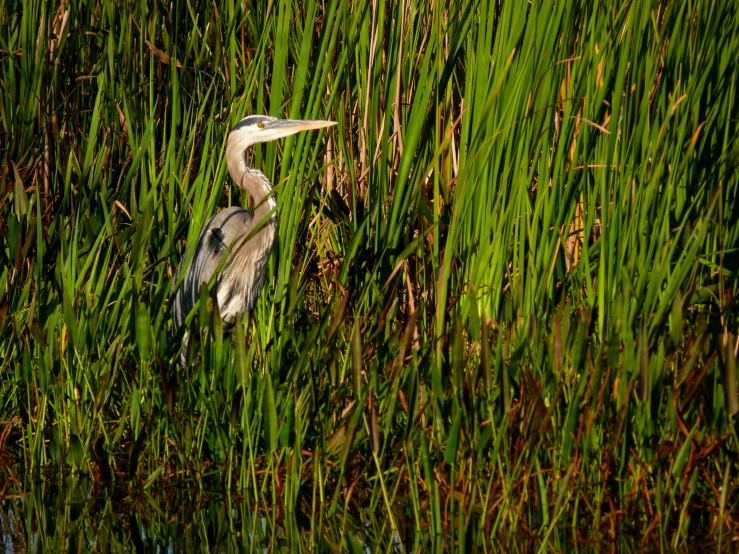 a large bird standing in the middle of tall green grass