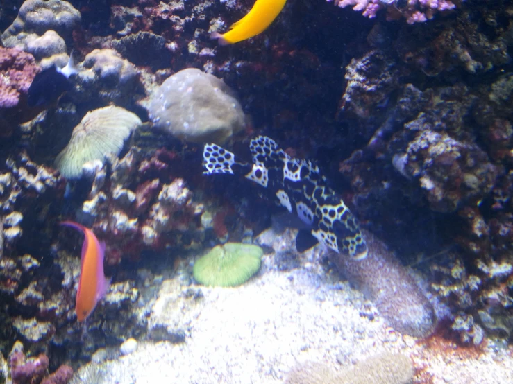 two small fish swimming over a coral in the sea