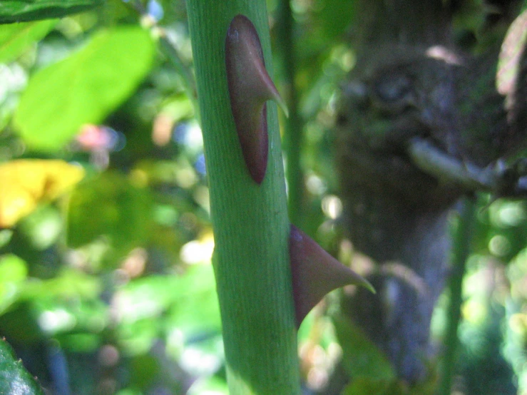 an odd insect on the tip of a long leaf