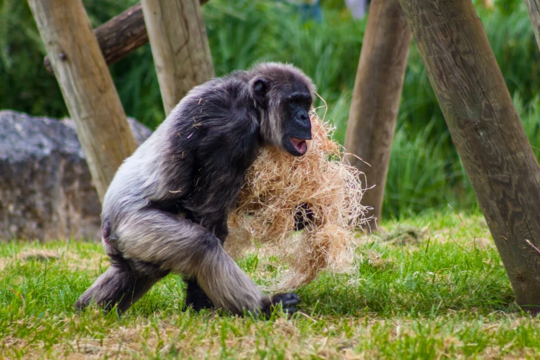 a monkey playing with some hay in its mouth