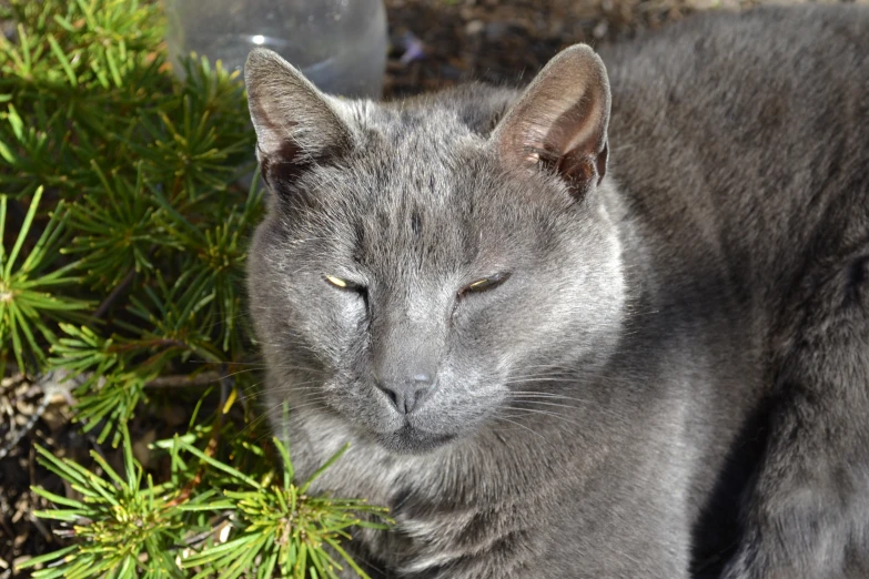 a gray cat laying down in the shade of a tree