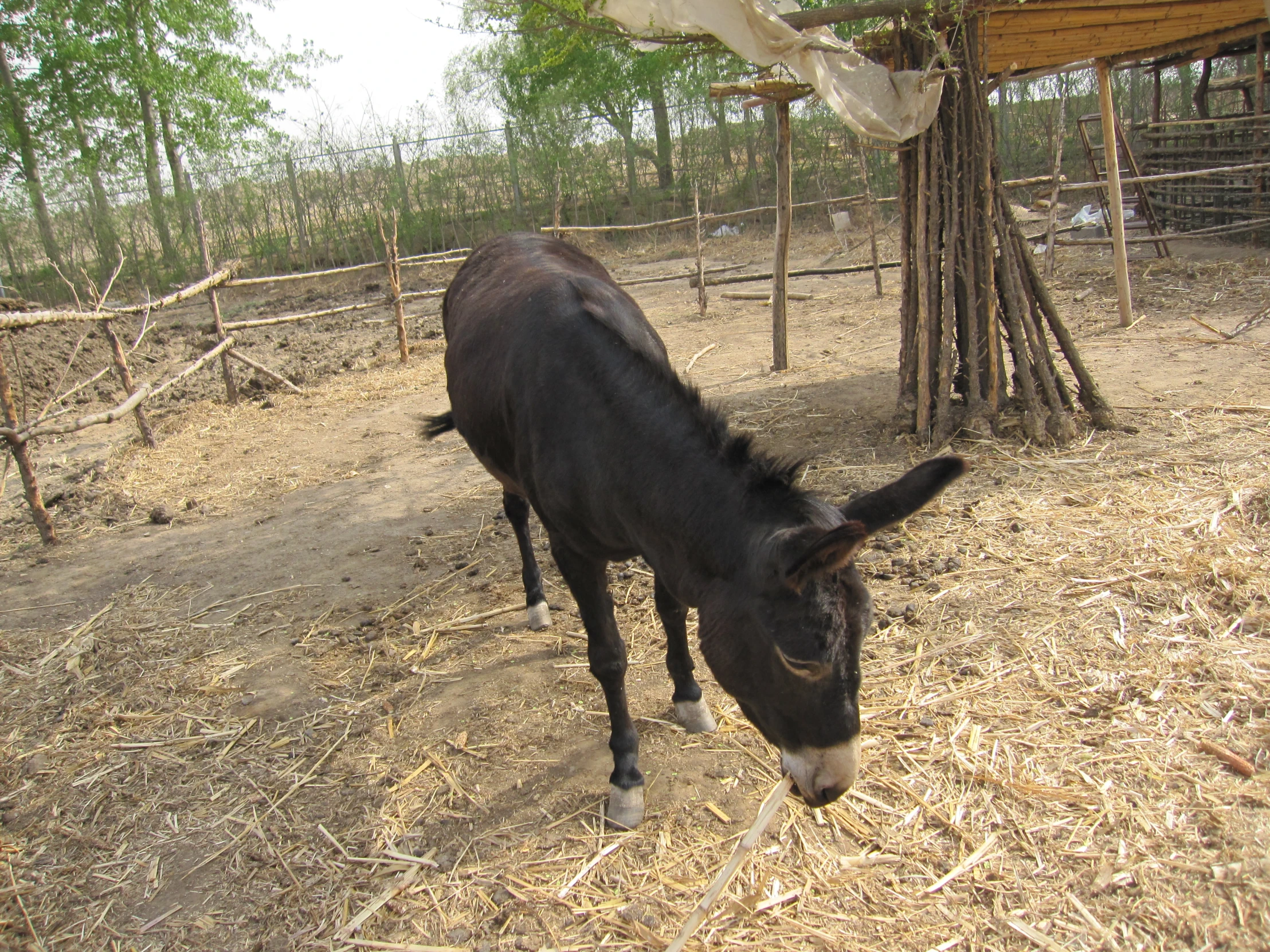 a donkey that is standing in the dirt