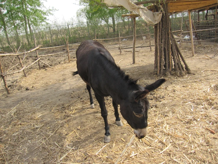 a donkey that is standing in the dirt