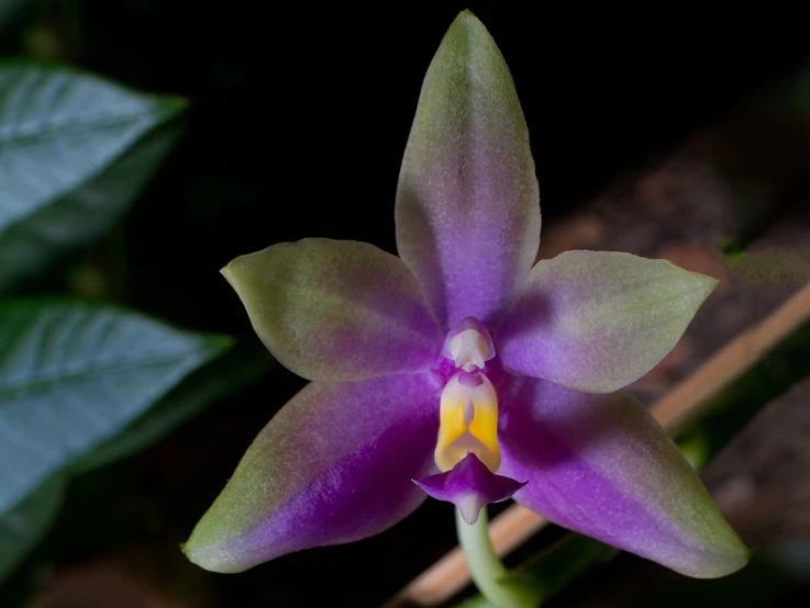 a purple flower with yellow center with green leaves